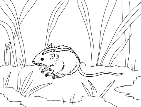 Striped Field Mouse Coloring Page